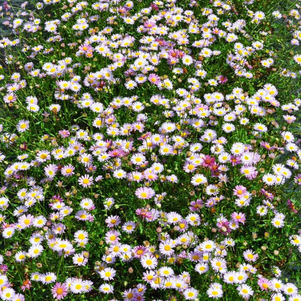 Erigeron karvinskianus 'Lavander Lady' ---